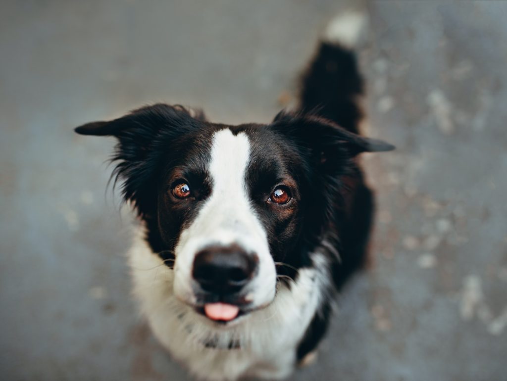 shallow focus photo of long-coated white and black dog